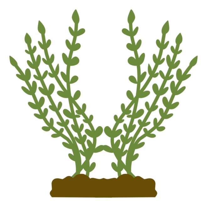 Plants 4 Thumbnail